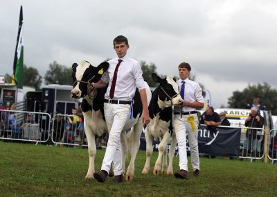 Usk Show Agriculture Cattle