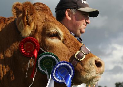 Usk Show Agriculture Cattle