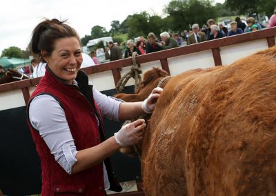 Usk Show Agriculture Cattle