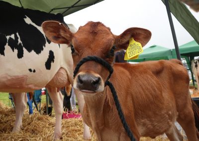 Usk Show Exhibitors Agriculture Livestock Cattle