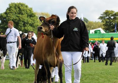 Usk Show Agriculture Cattle
