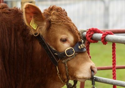 Usk Show Agriculture Cattle Button