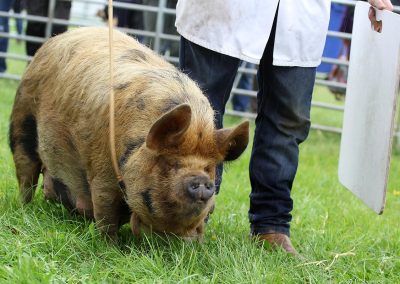 Usk Show Agriculture Pigs