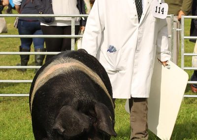 Usk Show Agriculture Pigs