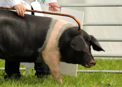 Usk Show Agriculture Pigs