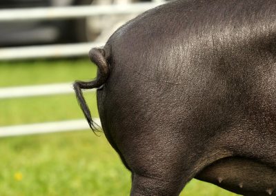 Usk Show Agriculture Pigs