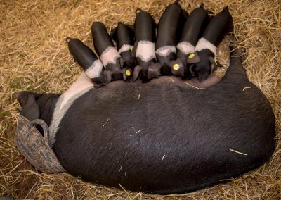 Usk Show Agriculture Pigs