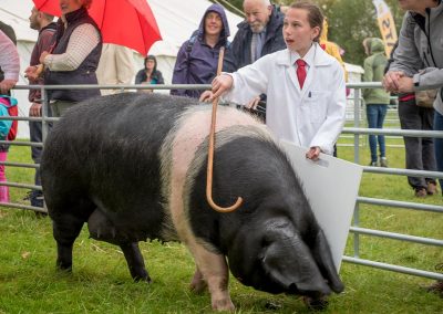 Usk Show Agriculture Pigs