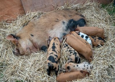 Usk Show Agriculture Pigs