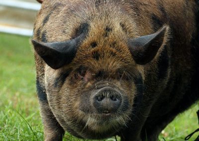 Usk Show Agriculture Pigs