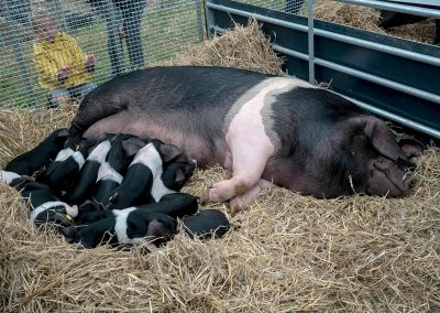 Usk Show Agriculture Pigs