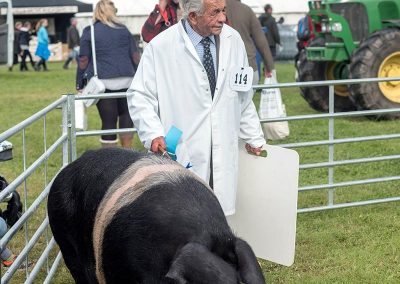 Usk Show Agriculture Pigs