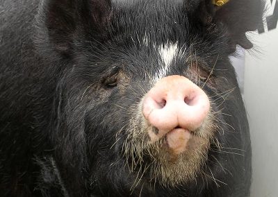 Usk Show Agriculture Pigs