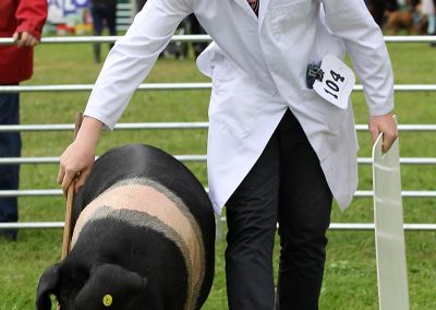 Usk Show Agriculture Pigs