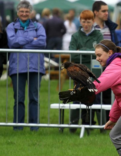 Usk Show Attractions Falconry