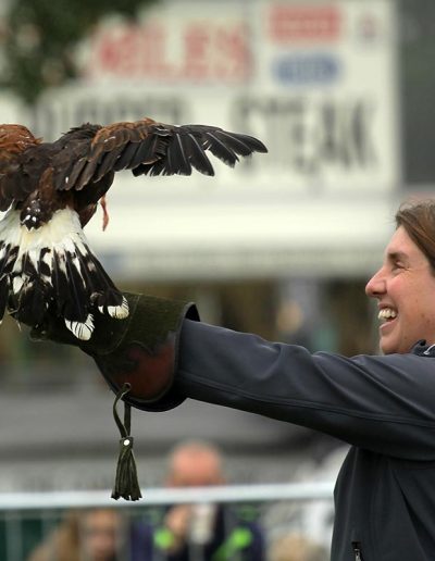 Usk Show Attractions Falconry