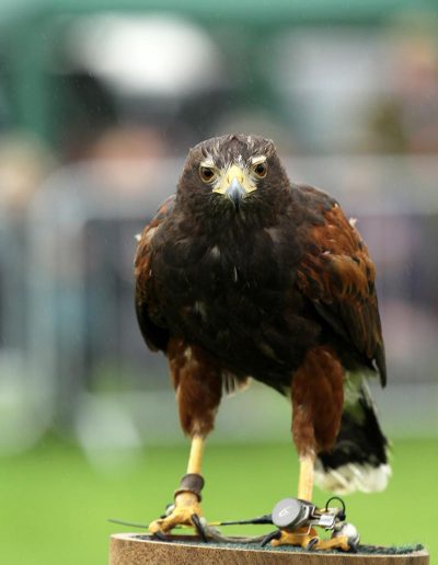 Usk Show Attractions Falconry