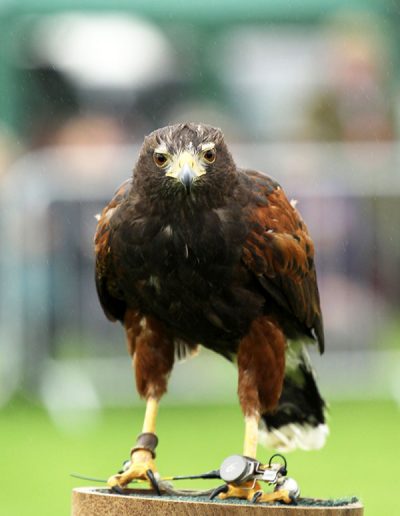 Usk Show Attractions Falconry