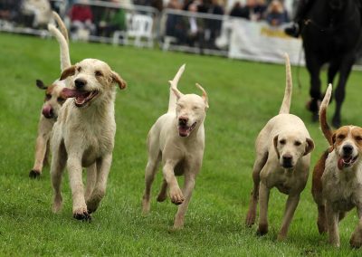 Usk Show Attractions Hunting Dogs