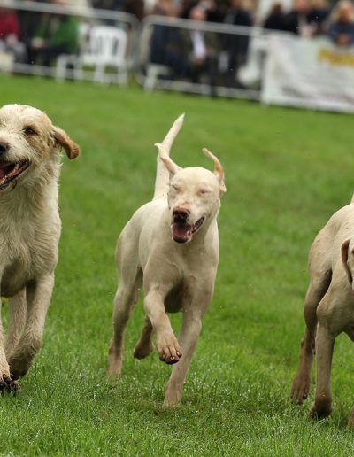 Usk Show Attractions Hunting Dogs
