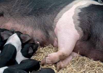 Usk Show Agriculture Pigs