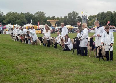 Usk Show Exhibitors Agriculture Livestock Sheep