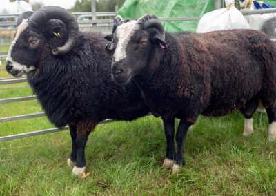 Usk Show Exhibitors Agriculture Livestock Sheep
