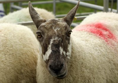 Usk Show Exhibitors Agriculture Livestock Sheep