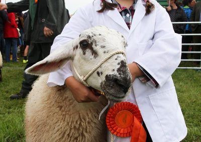 Usk Show Exhibitors Agriculture Livestock Sheep