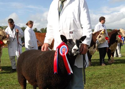 Usk Show Exhibitors Agriculture Livestock Sheep
