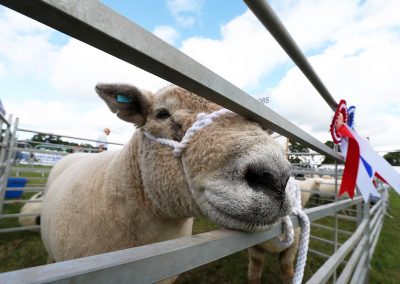 Usk Show Exhibitors Agriculture Livestock Sheep