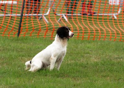 Usk Show Exhibitors Dogs