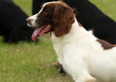 Usk Show Exhibitors Dogs