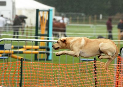 Usk Show Exhibitors Dogs