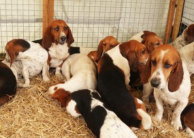 Usk Show Exhibitors Dogs