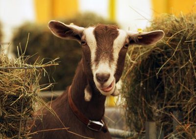 Usk Show Exhibitors Goats