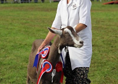 Usk Show Exhibitors Goats