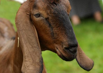 Usk Show Exhibitors Goats