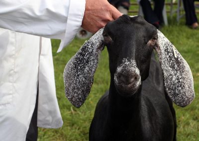 Usk Show Exhibitors Goats