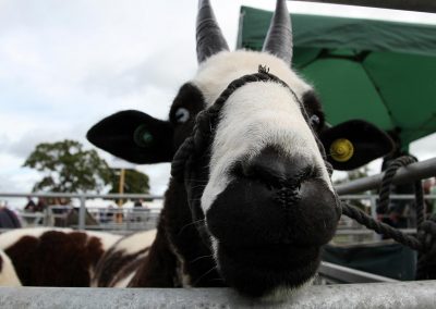 Usk Show Exhibitors Goats