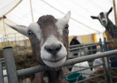 Usk Show Exhibitors Goats