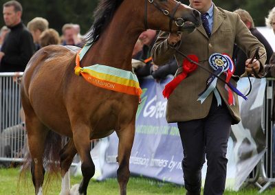 Usk Show Exhibitors Horses Show Classes