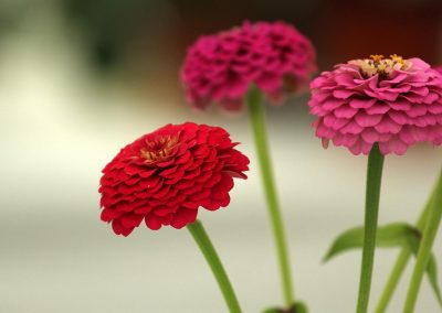 Usk Show Exhibitors Horticulture