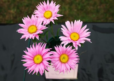 Usk Show Exhibitors Horticulture