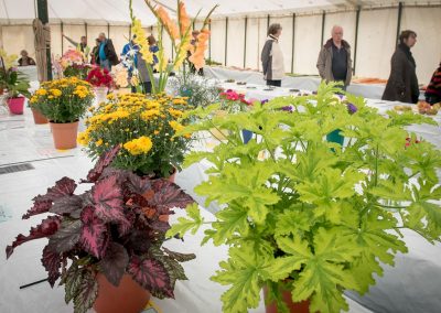 Usk Show Exhibitors Horticulture