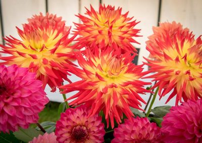 Usk Show Exhibitors Horticulture