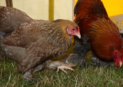 Usk Show Exhibitors Poultry