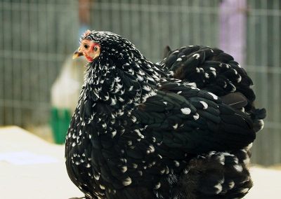 Usk Show Exhibitors Poultry