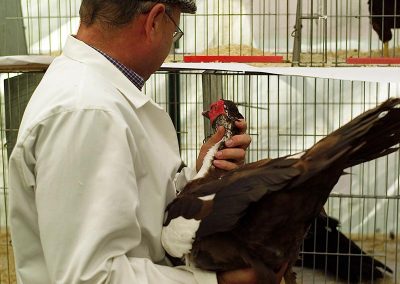 Usk Show Exhibitors Poultry