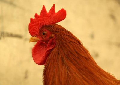 Usk Show Exhibitors Poultry